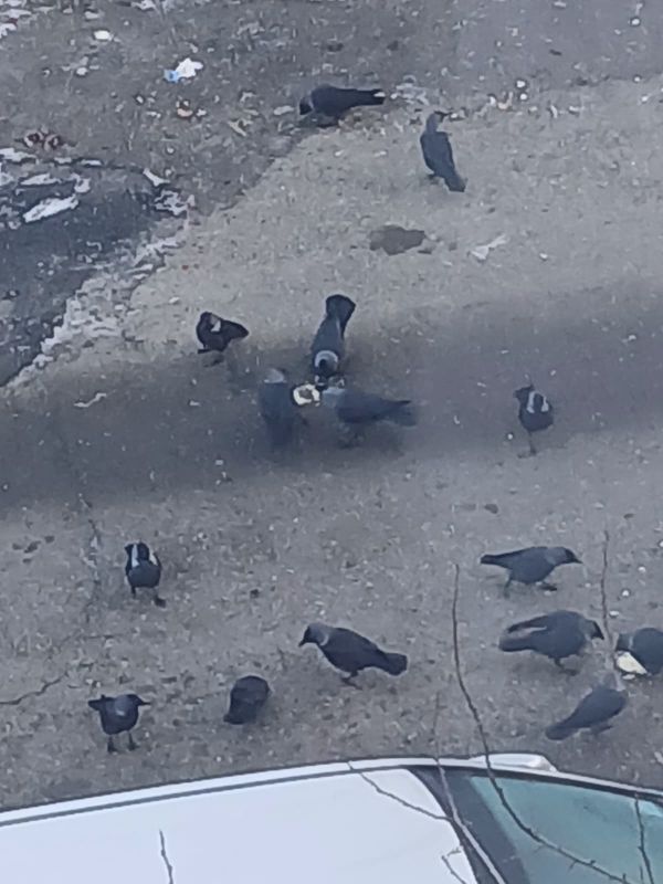 Zonă „asediată” de ciori într-un cartier din Piatra Neamț 1 ciori 1