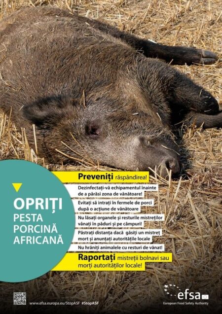Începe vânătoarea de mistreți după un caz de pestă porcină africană confirmat în județul Bacău. Măsuri și în Neamț mistret