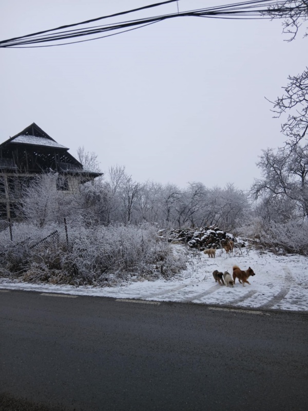 Foto. Târgu-Neamț: Câini agresivi la intersecția străzilor Veterani și Vultur. Locuitorii cer intervenția autorităților 2 WhatsApp Image 2026 01 24 at 18.37.09 1