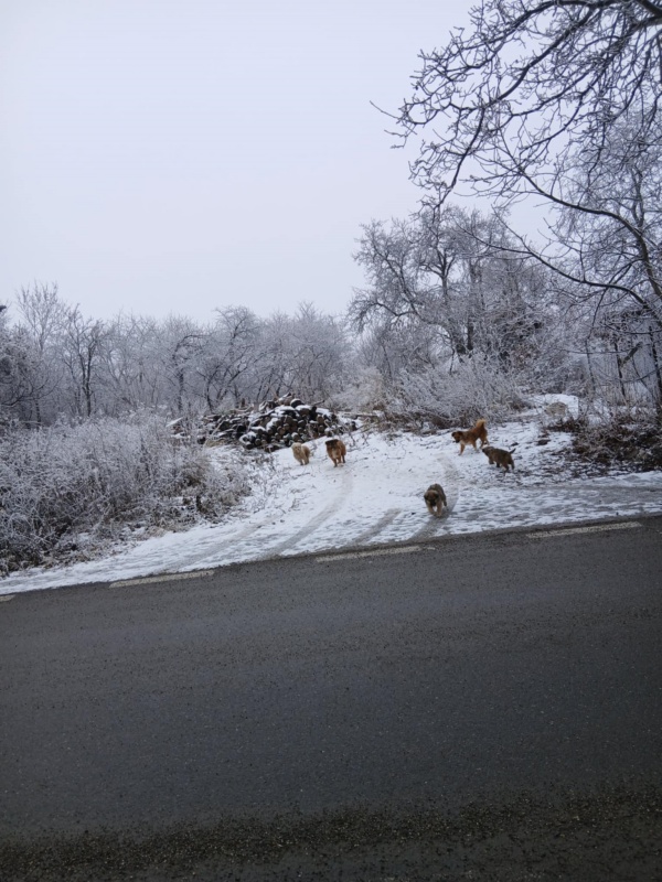Foto. Târgu-Neamț: Câini agresivi la intersecția străzilor Veterani și Vultur. Locuitorii cer intervenția autorităților 1 WhatsApp Image 2026 01 24 at 18.37.10