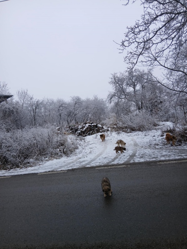 Foto. Târgu-Neamț: Câini agresivi la intersecția străzilor Veterani și Vultur. Locuitorii cer intervenția autorităților 3 WhatsApp Image 2026 01 24 at 18.37.11
