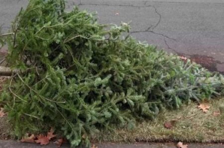 Campania de colectare a brazilor de Crăciun în Piatra‑Neamț brazi 8