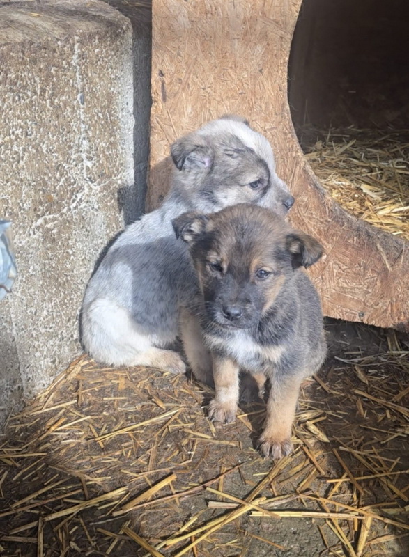 FOTO 17 Februarie – Ziua Faptelor Bune la Salubritas 1 adapost catei 01
