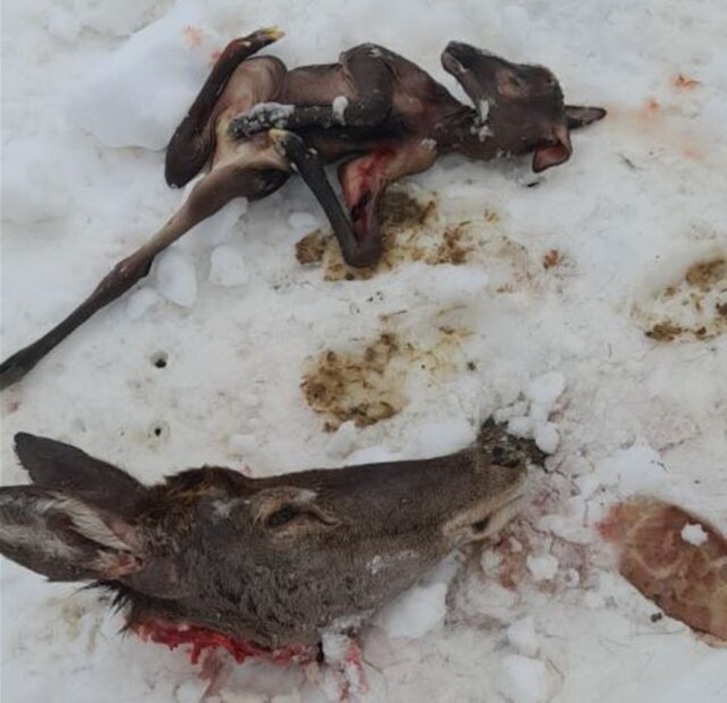 Dosarul ”Mită la AJVPS”: o declarație din dosarul nefinalizat de cercetare penală apare într-un proces civil al Asociației 2 neculai robu flagrant braconaj garcina