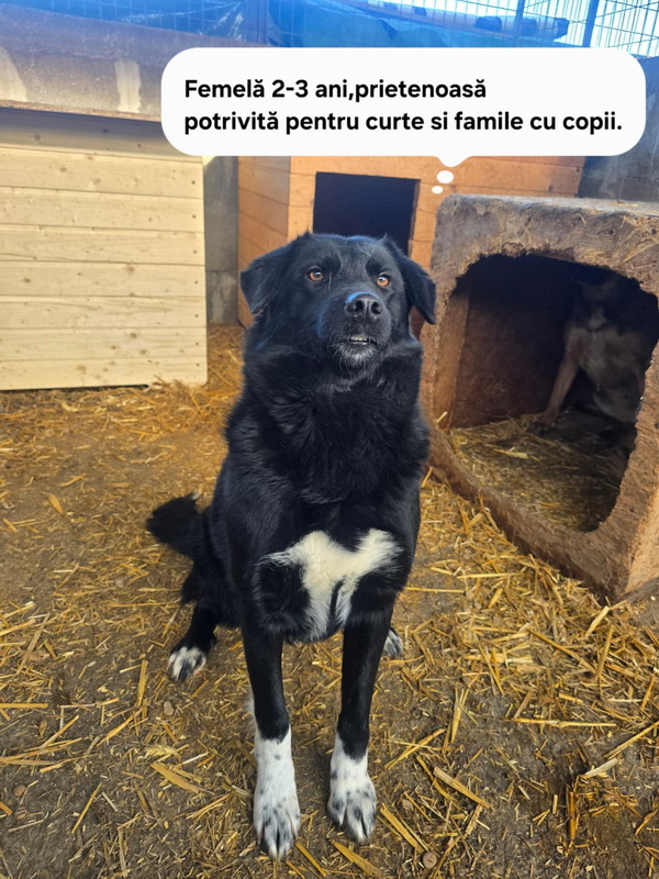 FOTO SC SALUBRITAS SA, vă invită să descoperiti Adăpostul de Câini, un loc unde fiecare suflet așteaptă o a doua sansă. 12 salubritas catei 12 resize