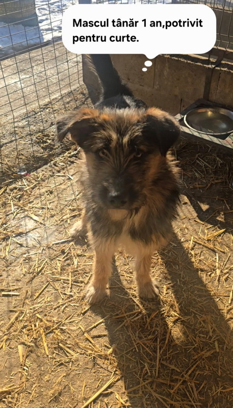 FOTO SC SALUBRITAS SA, vă invită să descoperiti Adăpostul de Câini, un loc unde fiecare suflet așteaptă o a doua sansă. 2 salubritas catei 2 resize