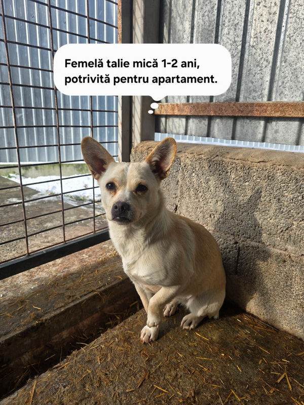 FOTO SC SALUBRITAS SA, vă invită să descoperiti Adăpostul de Câini, un loc unde fiecare suflet așteaptă o a doua sansă. 3 salubritas catei 3 resize