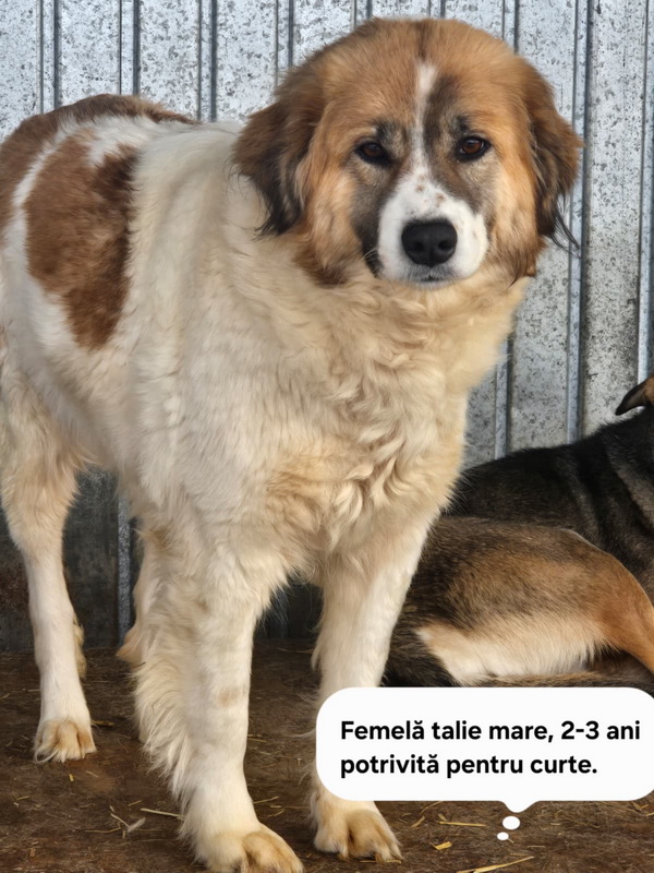 FOTO SC SALUBRITAS SA, vă invită să descoperiti Adăpostul de Câini, un loc unde fiecare suflet așteaptă o a doua sansă. 4 salubritas catei 4 resize