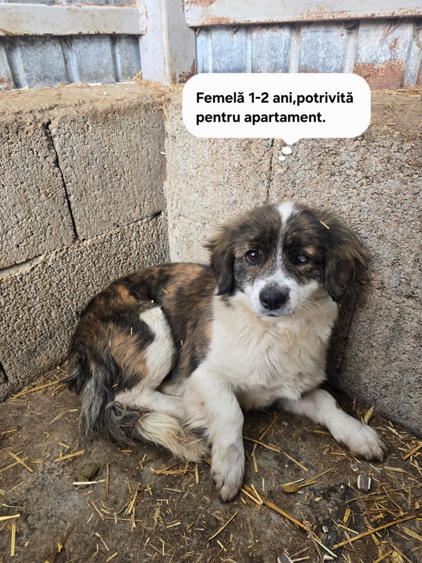 FOTO SC SALUBRITAS SA, vă invită să descoperiti Adăpostul de Câini, un loc unde fiecare suflet așteaptă o a doua sansă. 5 salubritas catei 5 resize