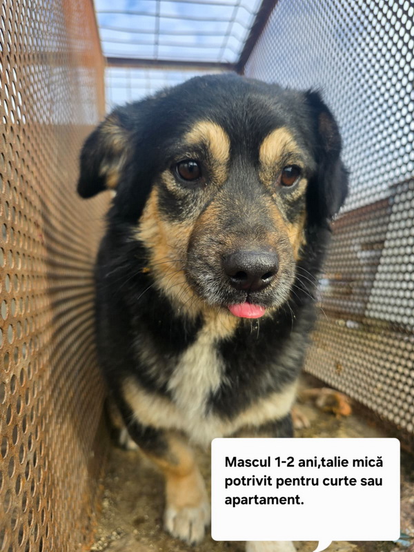 FOTO SC SALUBRITAS SA, vă invită să descoperiti Adăpostul de Câini, un loc unde fiecare suflet așteaptă o a doua sansă. 9 salubritas catei 9 resize