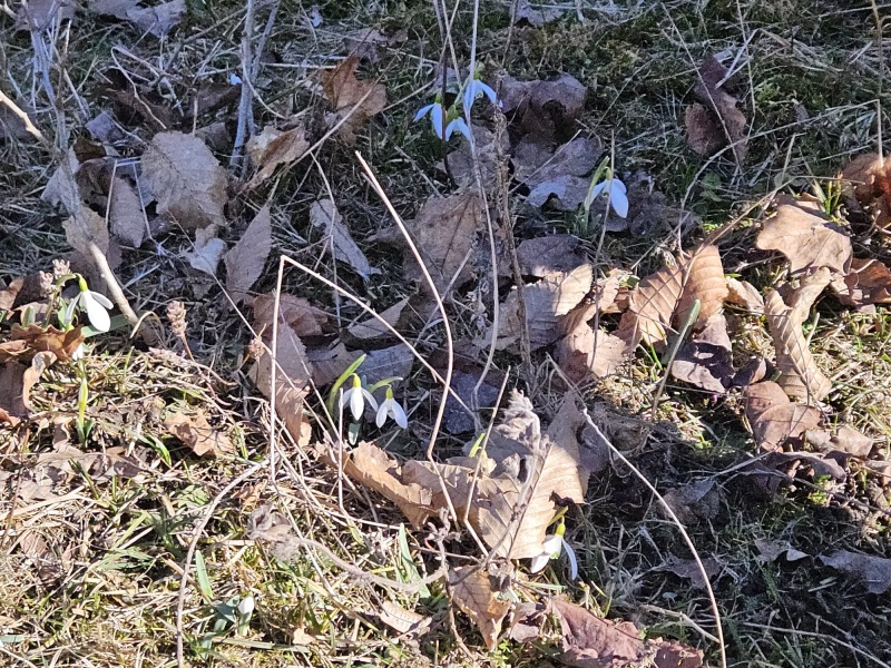 FOTO. Atmosferă de primăvară în zona Mănăstirii Secu. Poftiți la ghiocei! 3 WhatsApp Image 2026 03 08 at 14.55.55 1