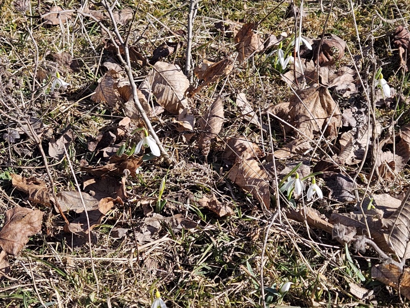 FOTO. Atmosferă de primăvară în zona Mănăstirii Secu. Poftiți la ghiocei! 2 WhatsApp Image 2026 03 08 at 14.55.55