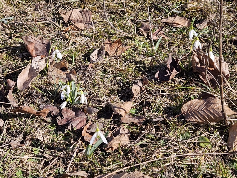 FOTO. Atmosferă de primăvară în zona Mănăstirii Secu. Poftiți la ghiocei! 6 WhatsApp Image 2026 03 08 at 14.55.57