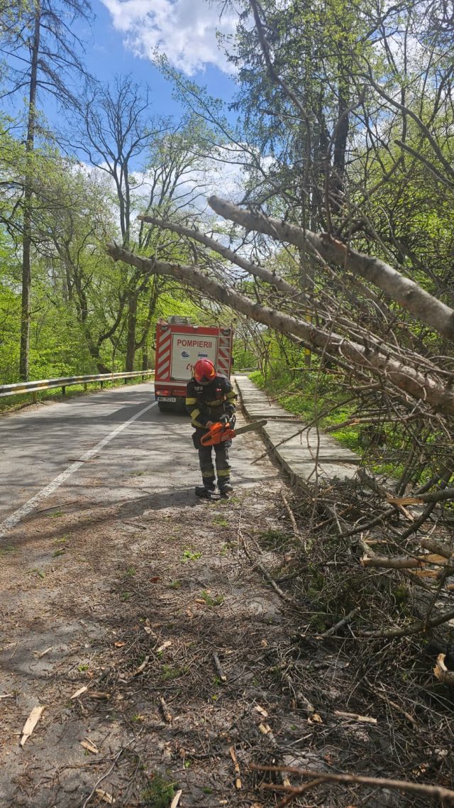 Copaci căzuți pe carosabil în Piatra-Neamț, intervenții ale pompierilor în condiții de cod portocaliu de vânt 3 copac cazut 2