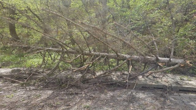 Copaci căzuți pe carosabil în Piatra-Neamț, intervenții ale pompierilor în condiții de cod portocaliu de vânt 4 copac cazut 3 b