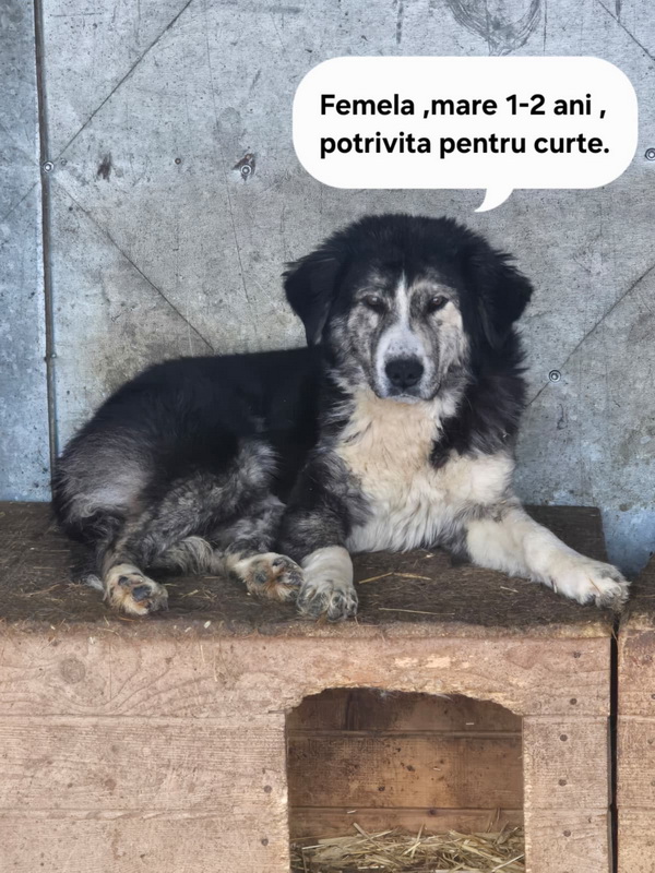 Salubritas Adăpostul Public Piatra Neamț: Dă o șansă unei vieți! 2 salubritas catei 2 resize
