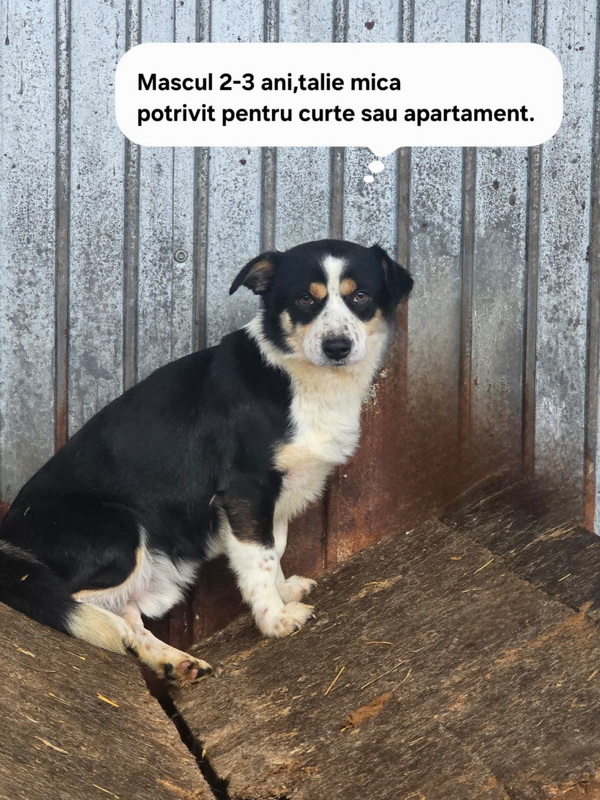 Salubritas Adăpostul Public Piatra Neamț: Dă o șansă unei vieți! 3 salubritas catei 3 resize