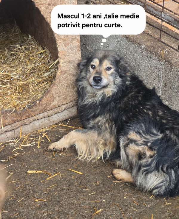 Salubritas Adăpostul Public Piatra Neamț: Dă o șansă unei vieți! 4 salubritas catei 4 resize