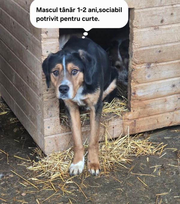 Salubritas Adăpostul Public Piatra Neamț: Dă o șansă unei vieți! 6 salubritas catei 6 resize