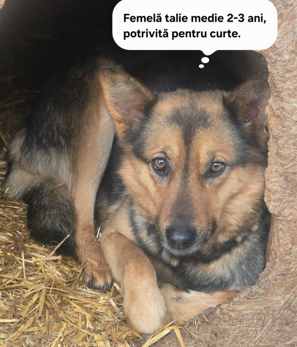 Salubritas Adăpostul Public Piatra Neamț: Dă o șansă unei vieți! 7 salubritas catei 7 resize