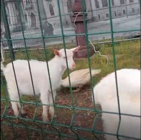 VIDEO. Miniferma de pe platoul Curții Domnești din Piatra Neamț îi va aștepta pe copii și săptămâna viitoare miniferma