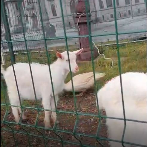 VIDEO. Miniferma de pe platoul Curții Domnești din Piatra Neamț îi va aștepta pe copii și săptămâna viitoare