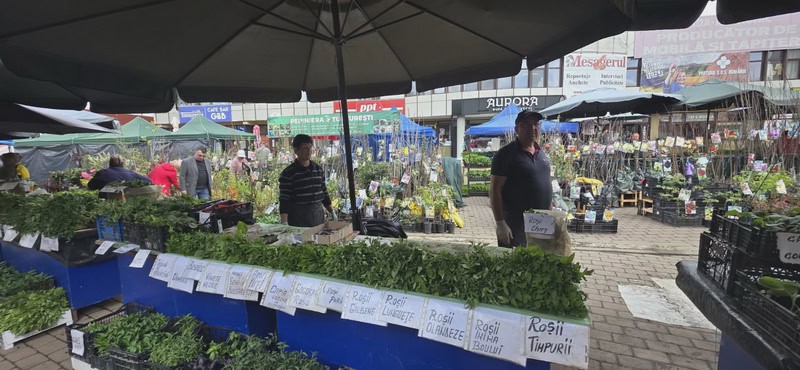 urban rasaduri 14 resize - Pentru o primăvară bogată, Răsadurile și puieții de pomi fructiferi vă așteaptă în Piața Centrală!