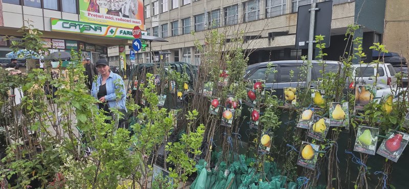 urban rasaduri 5 resize - Pentru o primăvară bogată, Răsadurile și puieții de pomi fructiferi vă așteaptă în Piața Centrală!