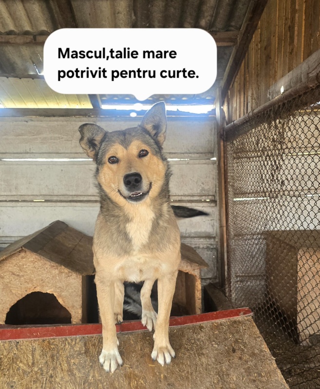 FOTO. S.C. SALUBRITAS S.A. vă invită să deschideți ușa inimii pentru un suflet care așteaptă o șansă 12 WhatsApp Image 2026 06 09 at 18.16.54 1