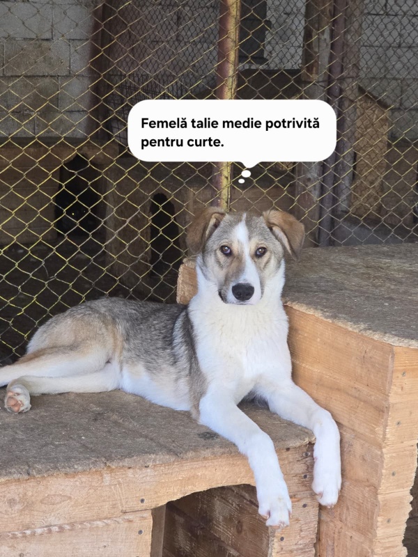 FOTO. S.C. SALUBRITAS S.A. vă invită să deschideți ușa inimii pentru un suflet care așteaptă o șansă 6 WhatsApp Image 2026 06 09 at 18.16.55 1