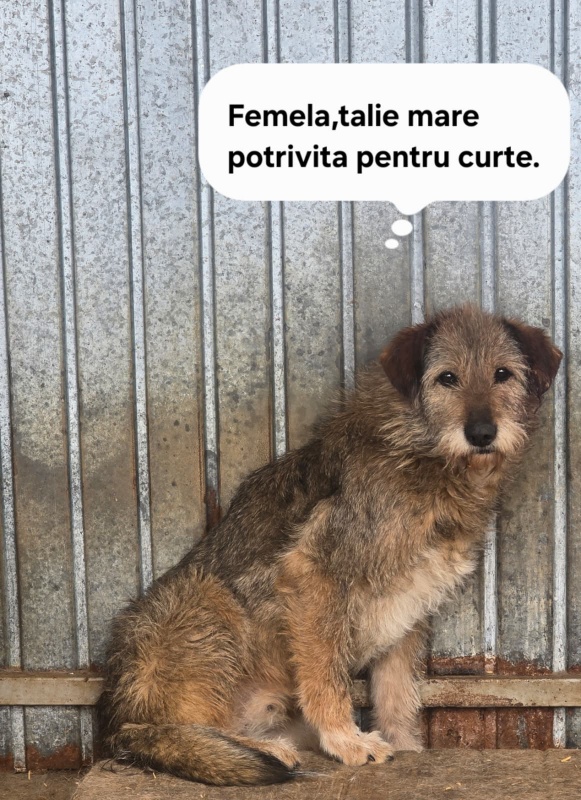 FOTO. S.C. SALUBRITAS S.A. vă invită să deschideți ușa inimii pentru un suflet care așteaptă o șansă 13 WhatsApp Image 2026 06 09 at 18.16.55 2