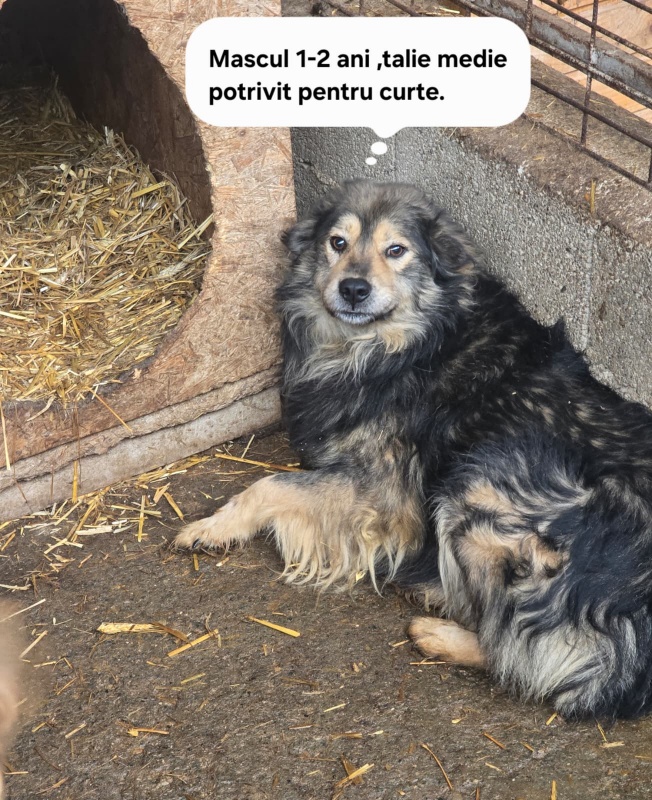 FOTO. S.C. SALUBRITAS S.A. vă invită să deschideți ușa inimii pentru un suflet care așteaptă o șansă 8 WhatsApp Image 2026 06 09 at 18.16.55 6