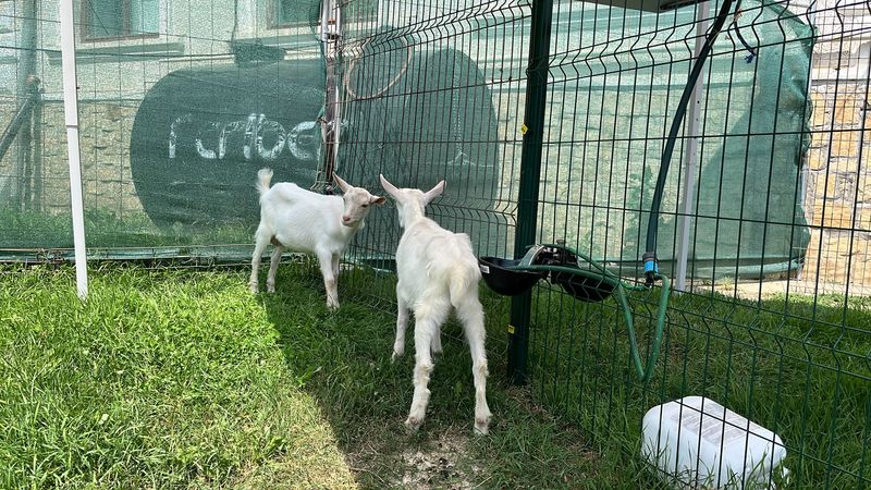 „Tărâmul Copiilor” a adus bucurie pe platoul Curții Domnești din Piatra Neamț 4 capre