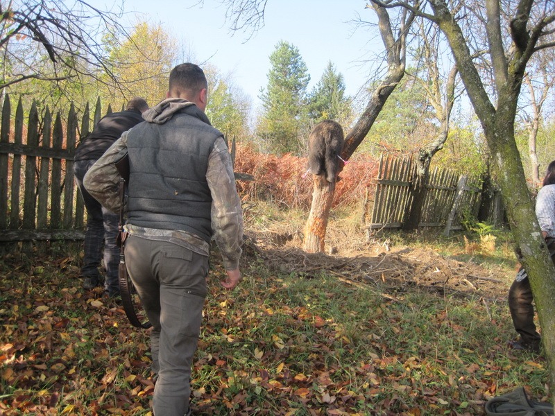 „România are tot atâția urși cât întreaga Uniune Europeană la un loc” / interviu cu Adrian Titianu, inginer silvic 5 silvic ursi 2 resize