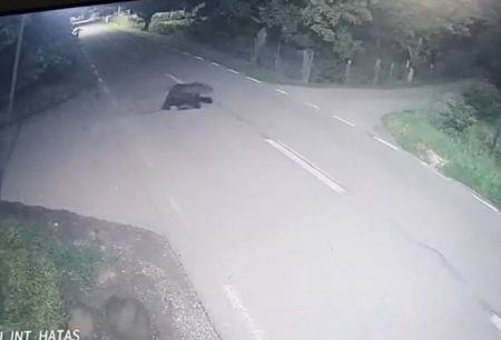 VIDEO. Urs rătăcit pe o stradă din Girov. Momentul în care a traversat comuna surprins de camerele de supraveghere URS GIROV