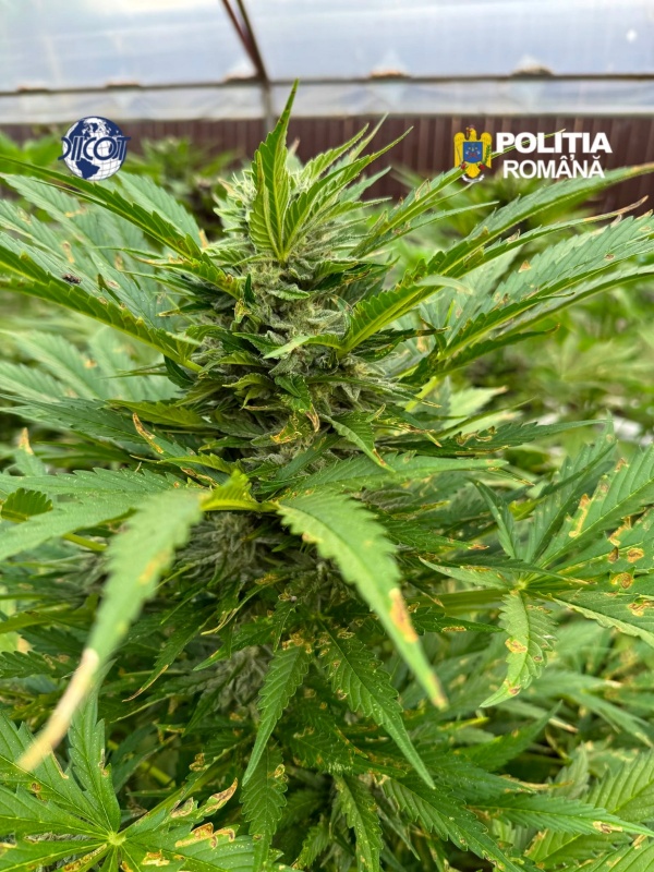 Captură uriașă de canabis la Dragomirești: peste 2.600 de plante (2,4 tone masă verde) și un laborator de prelucrare, descoperite de DIICOT Neamț 3 WhatsApp Image 2026 07 03 at 09.35.02 1