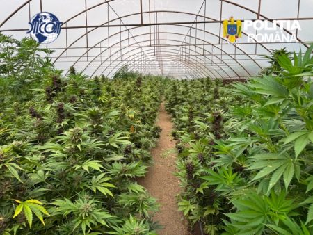 Captură uriașă de canabis la Dragomirești: peste 2.600 de plante (2,4 tone masă verde) și un laborator de prelucrare, descoperite de DIICOT Neamț WhatsApp Image 2026 07 03 at 09.35.02 3