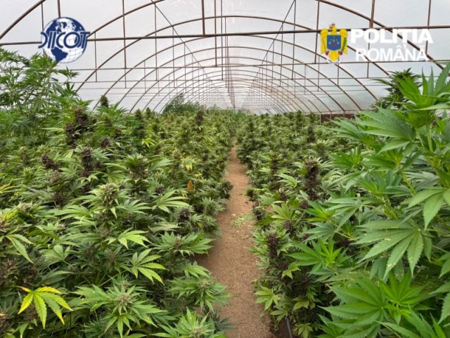 Știre actualizată. Captură uriașă de canabis la Dragomirești: peste 2.600 de plante (2,4 tone masă verde) și un laborator de prelucrare, descoperite de DIICOT Neamț WhatsApp Image 2026 07 03 at 09.35.02 3