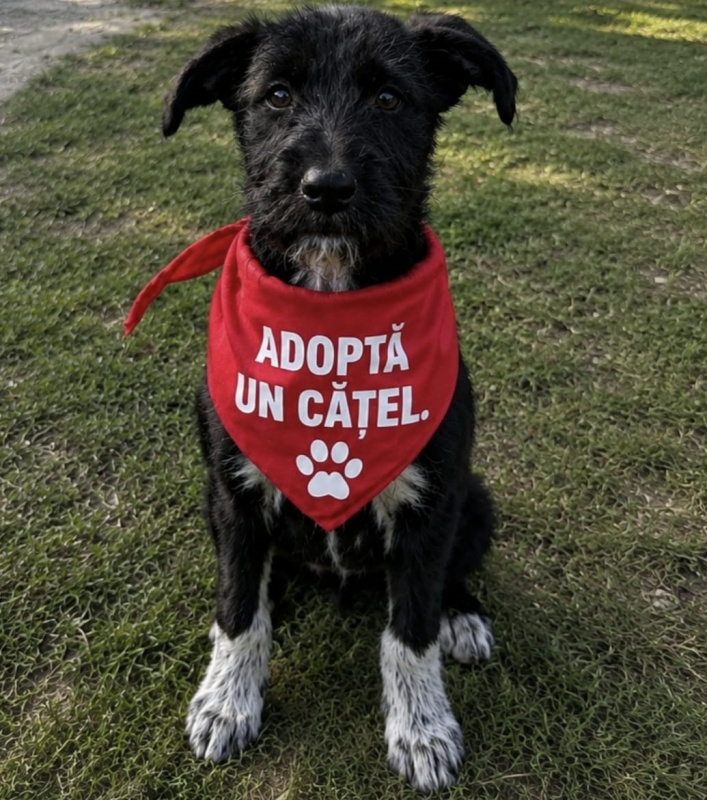 FOTO. La adăpost, fiecare căţel are o poveste si, aproape de fiecare dată, este o poveste despre abandon