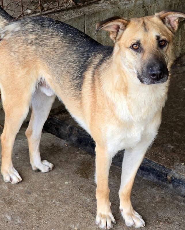 WhatsApp Image 2026 07 13 at 15.15.50 4 - FOTO. La adăpost, fiecare căţel are o poveste si, aproape de fiecare dată, este o poveste despre abandon