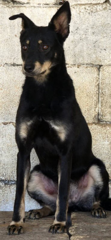 WhatsApp Image 2026 07 13 at 15.15.50 8 - FOTO. La adăpost, fiecare căţel are o poveste si, aproape de fiecare dată, este o poveste despre abandon