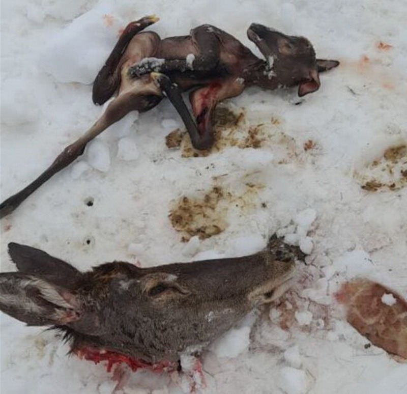 Dosarul de mită de la AJVPS Neamț, ajuns în instanță după mai bine de trei ani. Întrebarea care persistă: de ce a durat peste 3 ani? 1 WhatsApp Image 2026 07 28 at 10.27.51