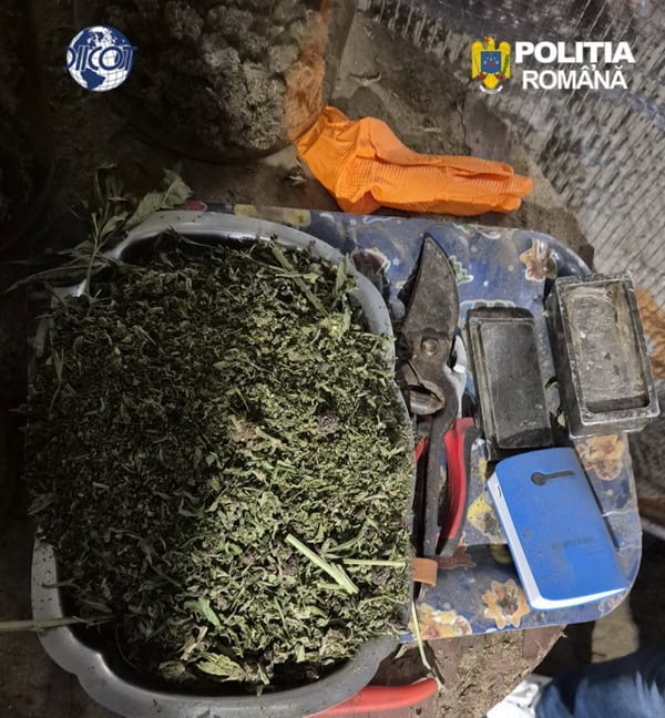 diicot 03 resize - Canabis de milioane, ascuns într-un solar din Hlăpești. Cum a ajuns un sat din Neamț în centrul unei anchete DIICOT