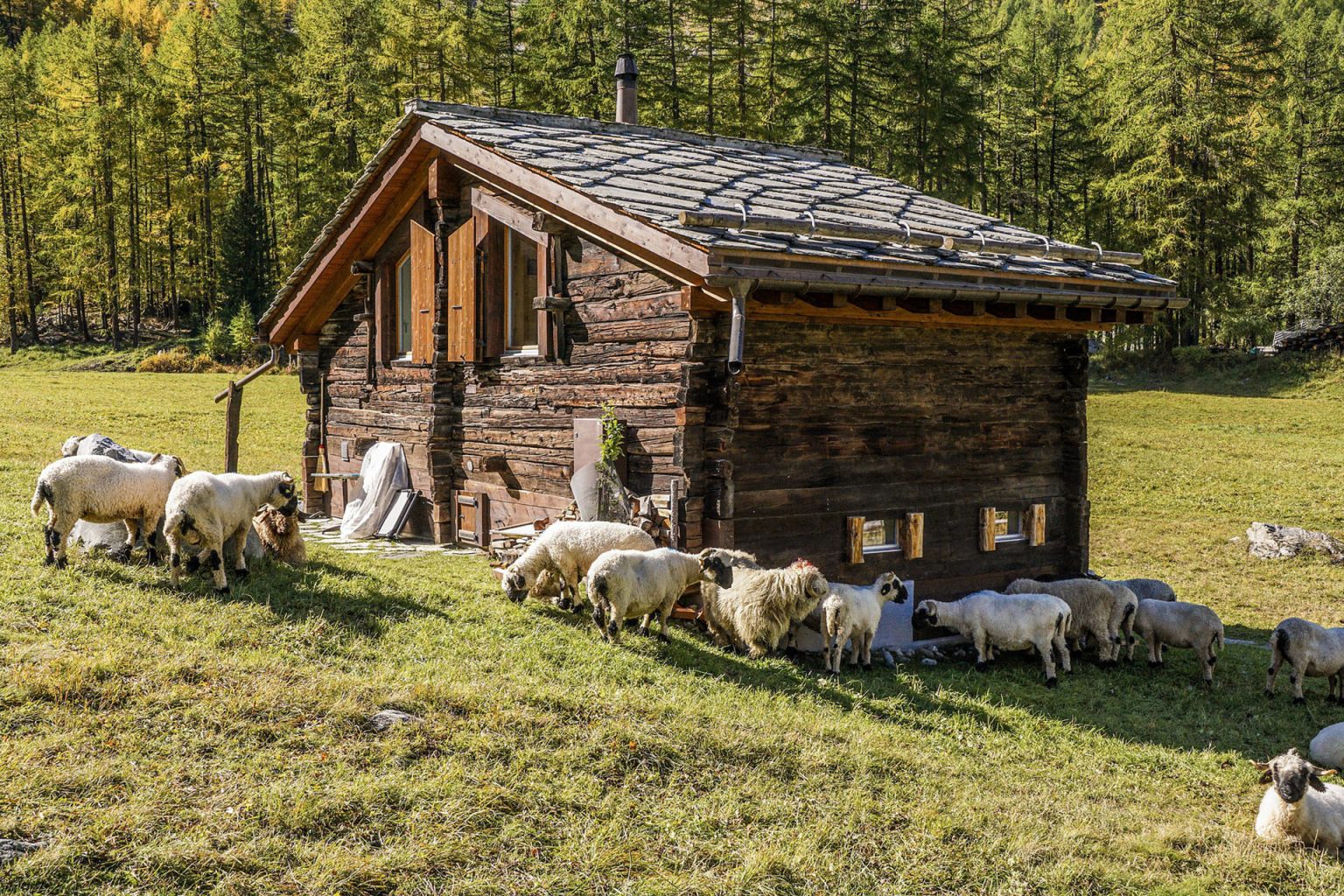 Carantină națională 30 de zile pentru oi și capre oi la stana
