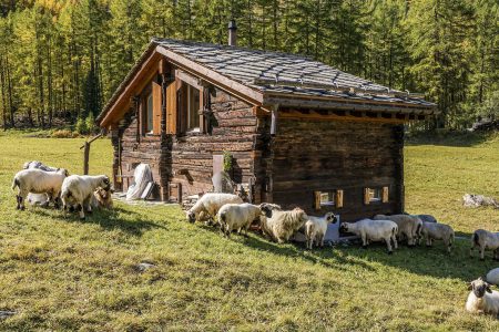 Carantină națională 30 de zile pentru oi și capre oi la stana