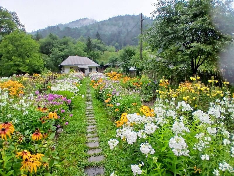 tarcau flori crusitu 10 resize - Raiul pe pământ – povestea căsuței cu flori din Straja