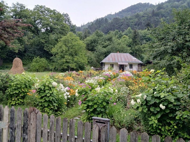 tarcau flori crusitu 5 resize - Raiul pe pământ – povestea căsuței cu flori din Straja