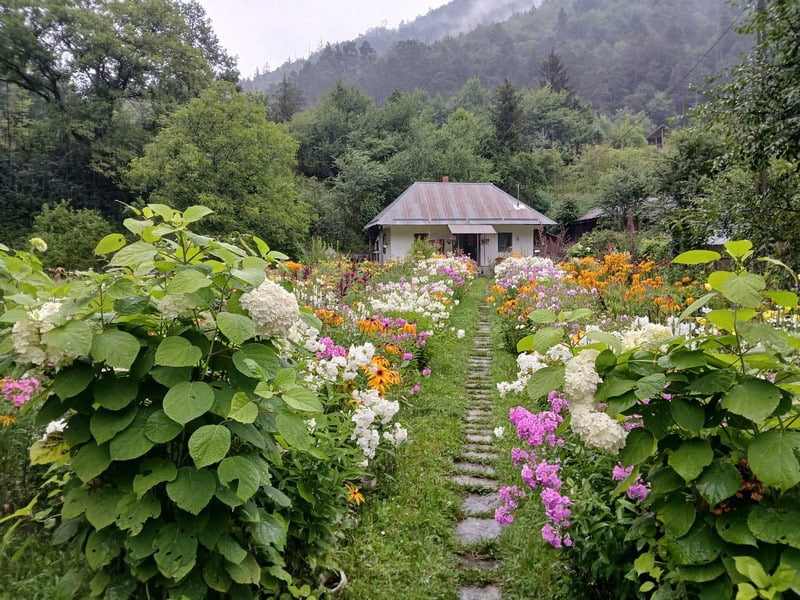 tarcau flori crusitu 8 resize - Raiul pe pământ – povestea căsuței cu flori din Straja