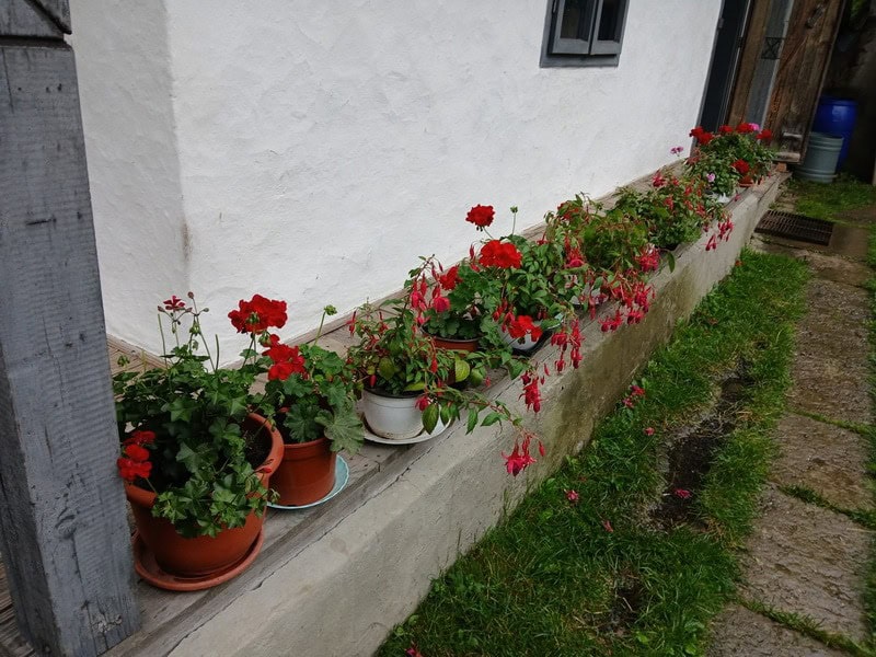 tarcau flori crusitu 9 resize - Raiul pe pământ – povestea căsuței cu flori din Straja