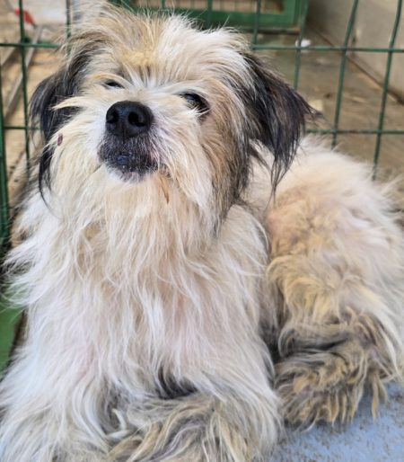 FOTO. S.C. SALUBRITAS S.A. vă invită la Adăpostul de Câini Piatra Neamț să oferiti o șansă la o viață mai bună unui suflet care asteaptă. WhatsApp Image 2026 08 05 at 11.33.09 5
